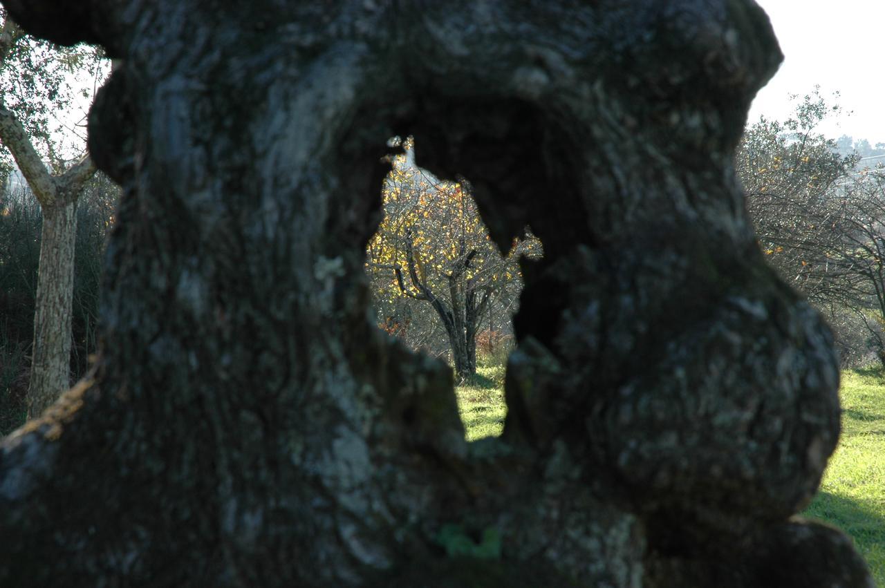 Quinta Do Lagar Da Moira Vila Franca da Serra Bagian luar foto